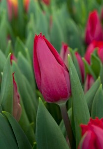Tulipa First Star